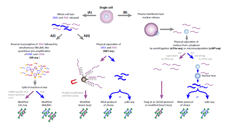 單細(xì)胞測(cè)序