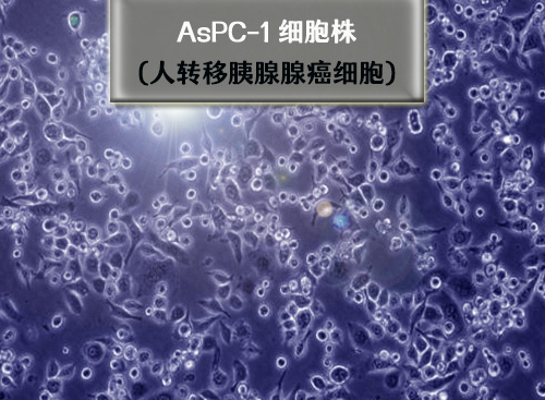 AsPc-1細胞-人轉(zhuǎn)移胰腺腺癌細胞?