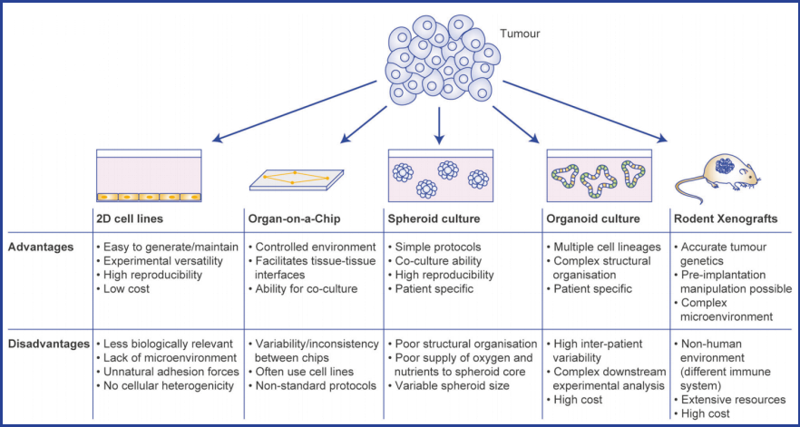 類器官構(gòu)建