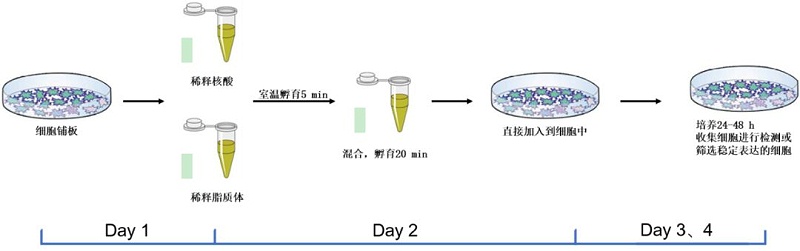 細(xì)胞轉(zhuǎn)染流程圖