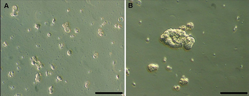 靜態(tài)培養(yǎng)與動態(tài)培養(yǎng)的細(xì)胞對比