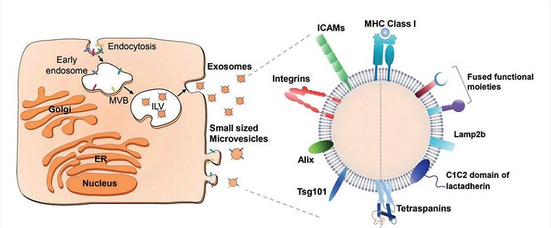 外泌體制備需要哪些實(shí)驗(yàn)室設(shè)備