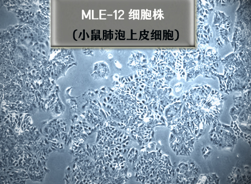 mle-12細胞