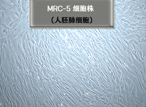 MRC-5細胞