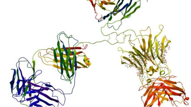 科學(xué)研究新發(fā)現(xiàn)-細(xì)菌中存在關(guān)鍵<i style='color:red'>免疫蛋白</i>