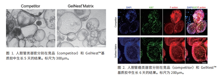 類器官培養(yǎng)技術(shù)介紹
