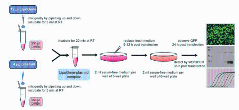 細(xì)胞轉(zhuǎn)染實(shí)驗(yàn)