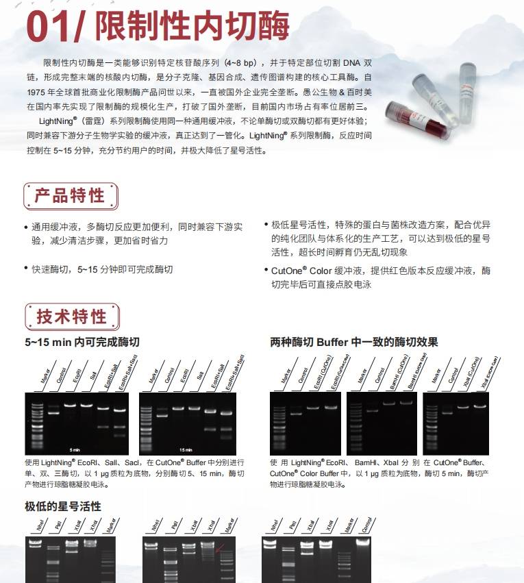 限制性內(nèi)切酶