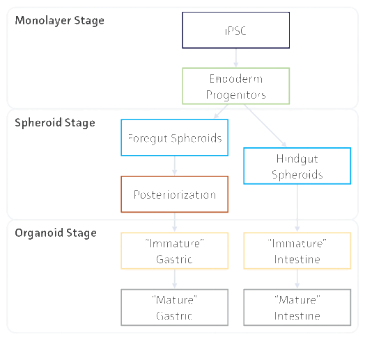 利用3-D 培養(yǎng)系統(tǒng)從人類 iPSC 生成 GI 類器官的流程(1)