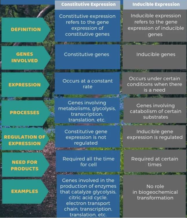 誘導表達與本構表達的區(qū)別
