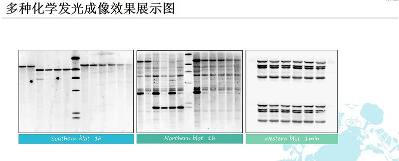 ECL化學發(fā)光展示圖