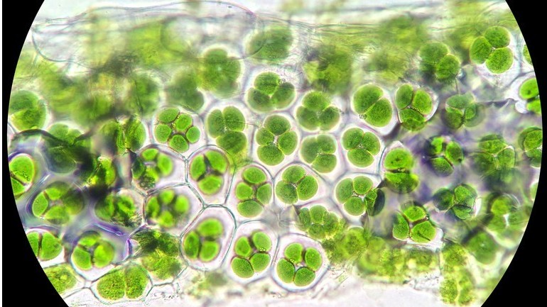 顯微鏡下那些關(guān)于細(xì)胞的秘密