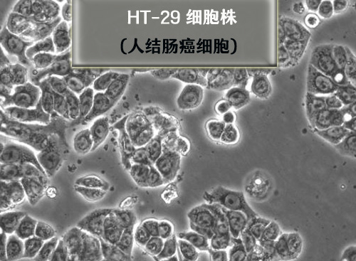 ht-29細胞