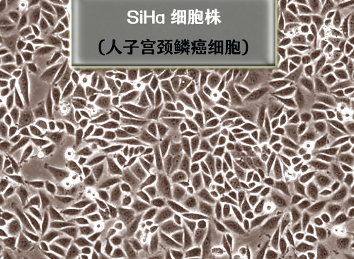 Siha細胞