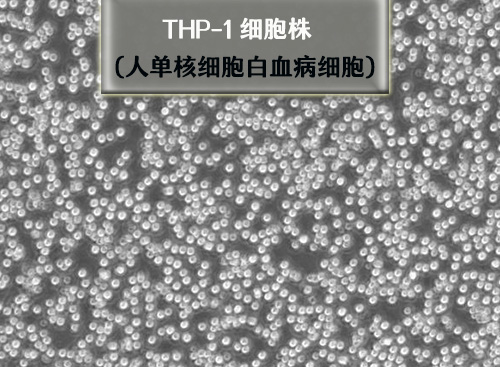 thp1細胞