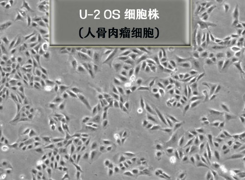 u2os細胞