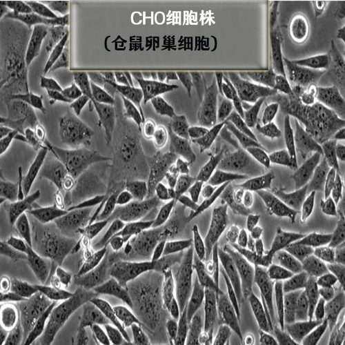 CHO倉鼠卵巢細胞500-500