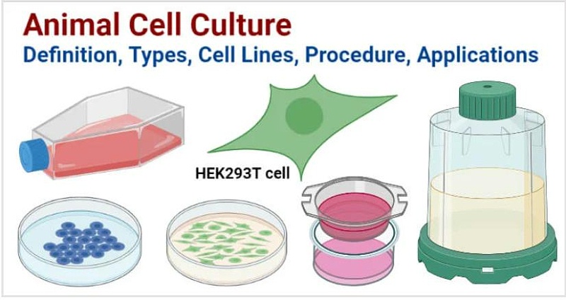 動物細(xì)胞培養(yǎng)方案