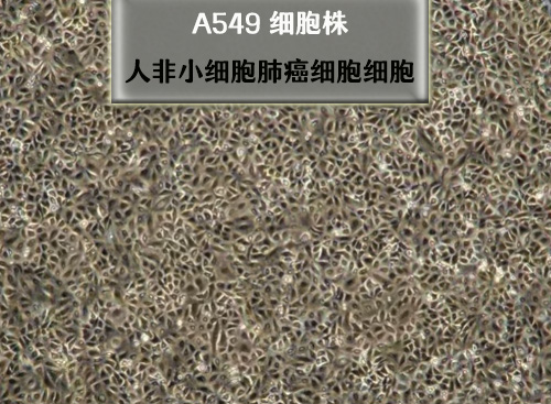 人非小細胞肺癌細胞-A549細胞株