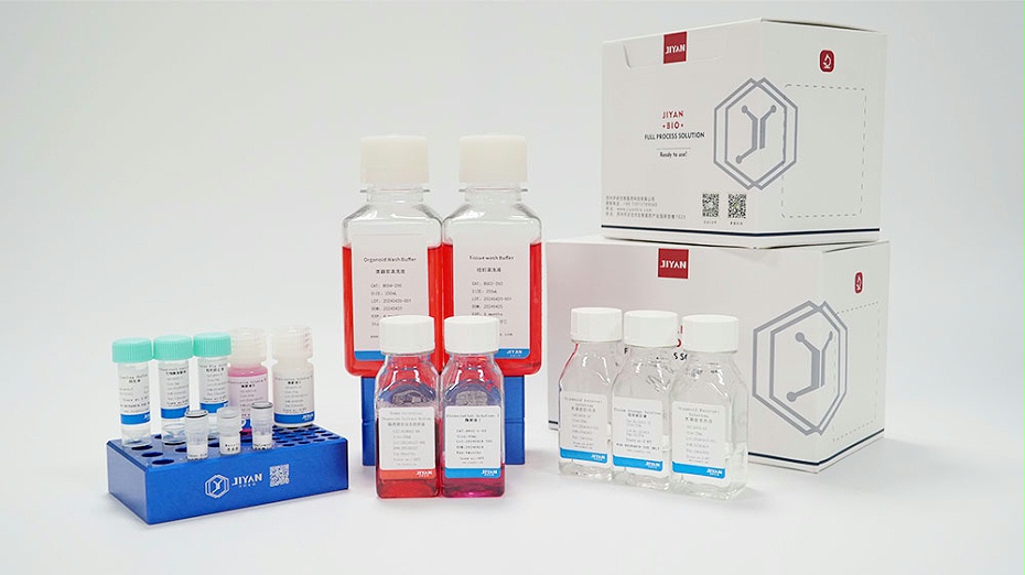 腸類器官構(gòu)建試劑盒-人源正常類器官構(gòu)建系列-OCK002