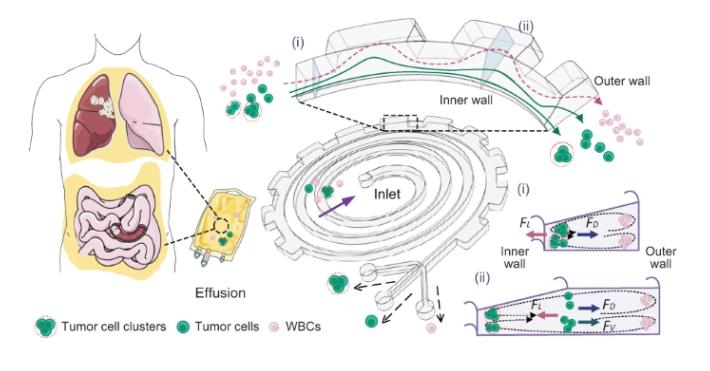 腫瘤細(xì)胞分離