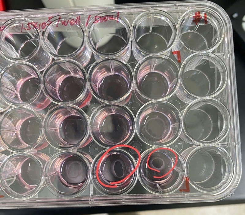 細(xì)胞培養(yǎng)板