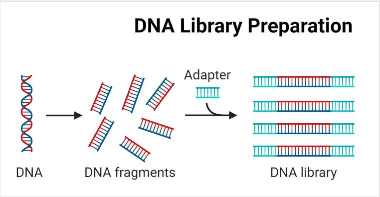 核酸內(nèi)切酶
