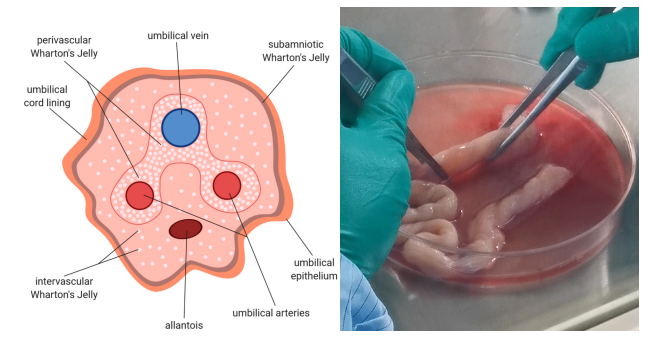 人臍帶間質干細胞分離培養(yǎng)測試