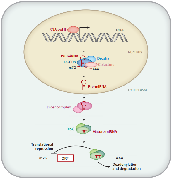 sirna轉(zhuǎn)染實(shí)驗(yàn)步驟-實(shí)驗(yàn)試劑