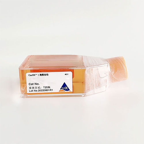 HPMEC細(xì)胞500-500