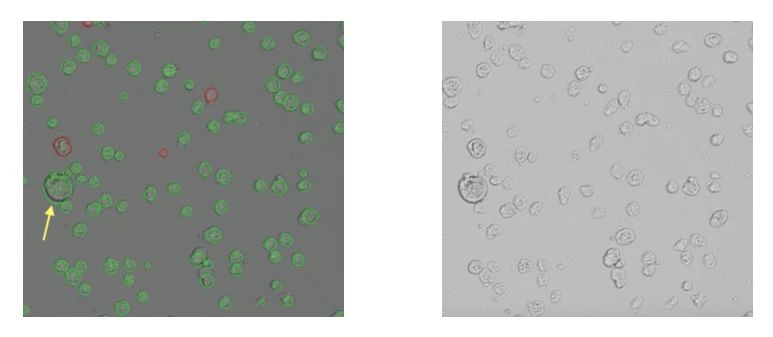細胞計數(shù)儀細胞計數(shù)
