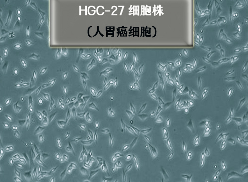 人胃癌細胞HGC-27