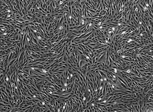 h9c2細胞-大鼠心肌細胞?