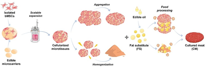 生物反應(yīng)器培養(yǎng)生產(chǎn)<i style='color:red'>人造肉</i>的方法