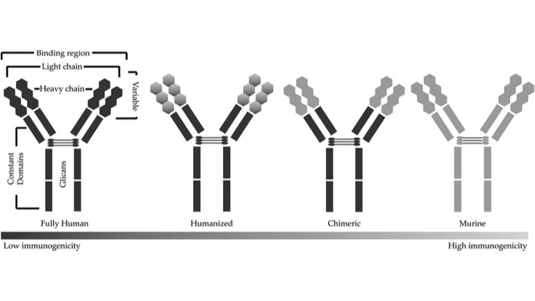 單克隆抗體技術
