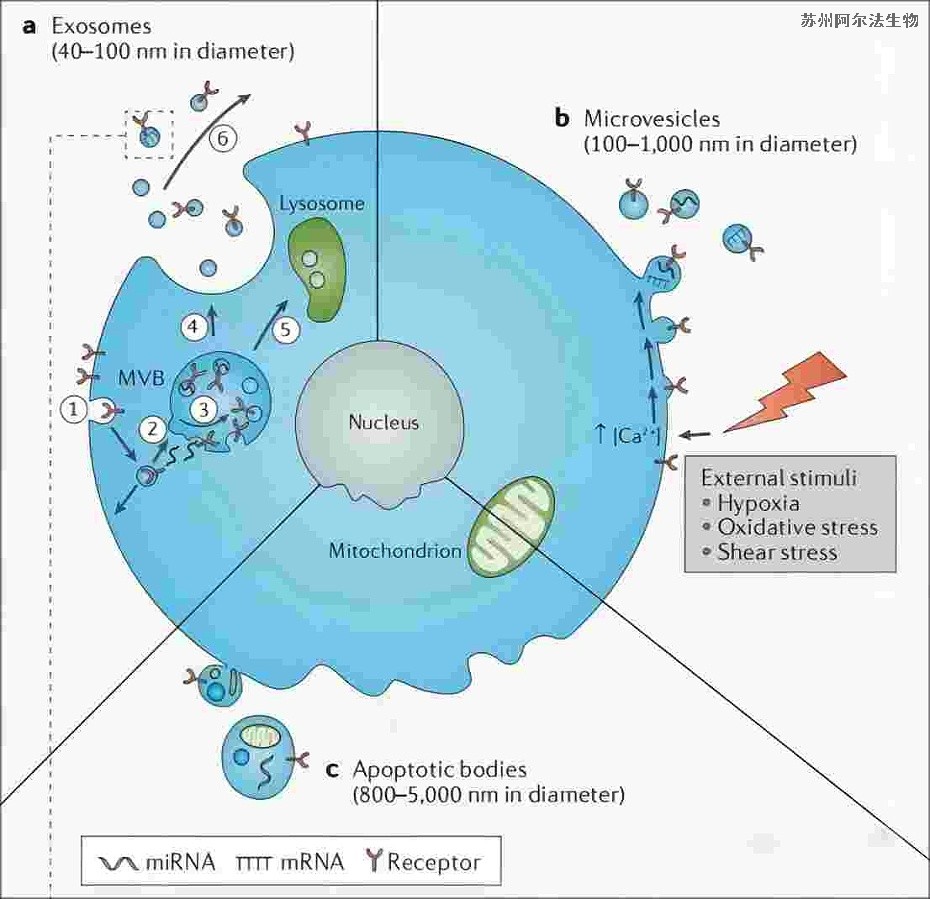 細(xì)胞外泌體