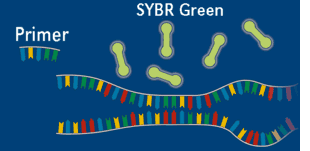 使用  SYBR <i style='color:red'>green</i>熒光染料進(jìn)行熒光定量pcr檢測