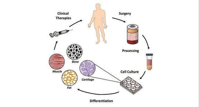 細胞傳代培養(yǎng)