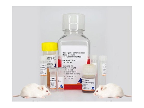 骨髓間充質干細胞成骨誘導分化培養(yǎng)基