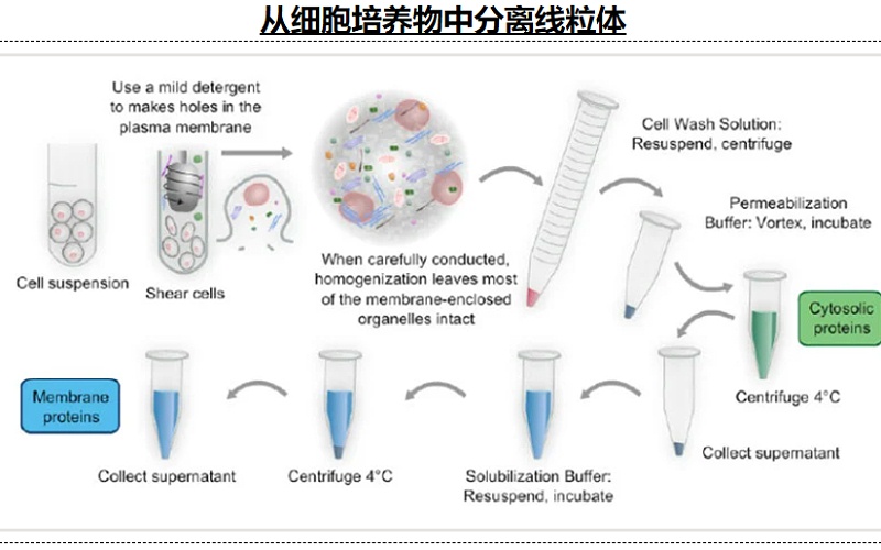 從微生物和細(xì)胞中分離線粒體的基本步驟方法