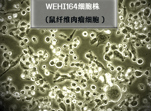 鼠纖維肉瘤細胞 WEHI164