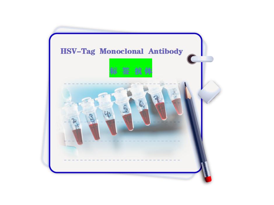 Hsv tag抗體-單克隆抗體-Monoclonal Antibody-9d7-標(biāo)簽抗體