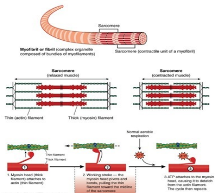 細(xì)胞中的<i style='color:red'>三磷酸腺苷</i>ATP的作用