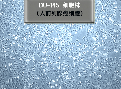 DU145細胞
