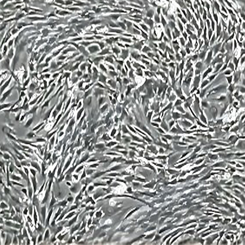 SD-大鼠骨髓間充質(zhì)干細(xì)胞