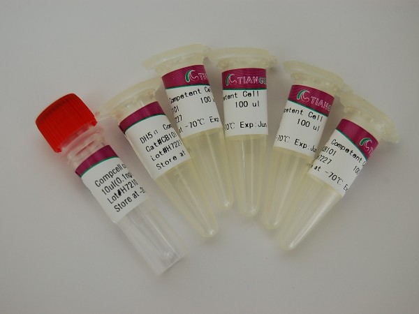 天根 CB104-02 -TOP10感受態(tài)細胞