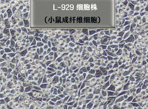 L-929細胞-小鼠成纖維細胞?