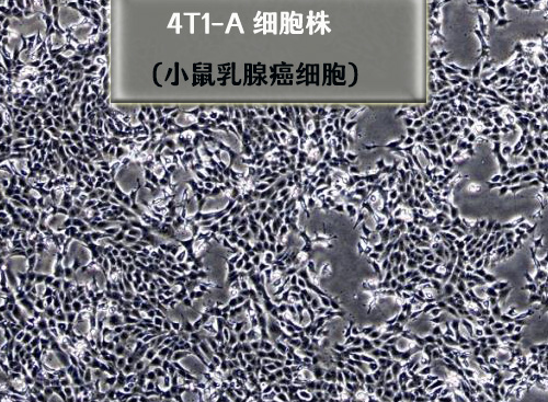 4t1?乳腺癌細(xì)胞