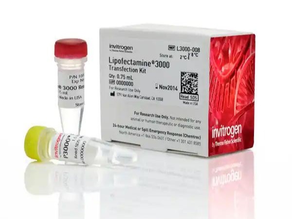 Lipofectamine 3000 轉(zhuǎn)染試劑-LIP3000 Lipofectamine 3000 轉(zhuǎn)染試劑-LIP3000
