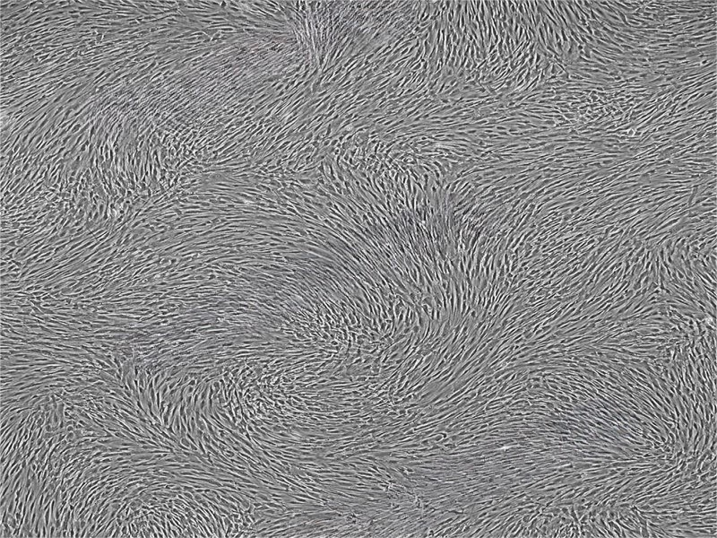 HyCyte 成人骨髓間充質(zhì)干細胞